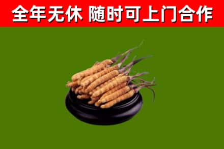 长阳烟酒回收冬虫夏草.jpg